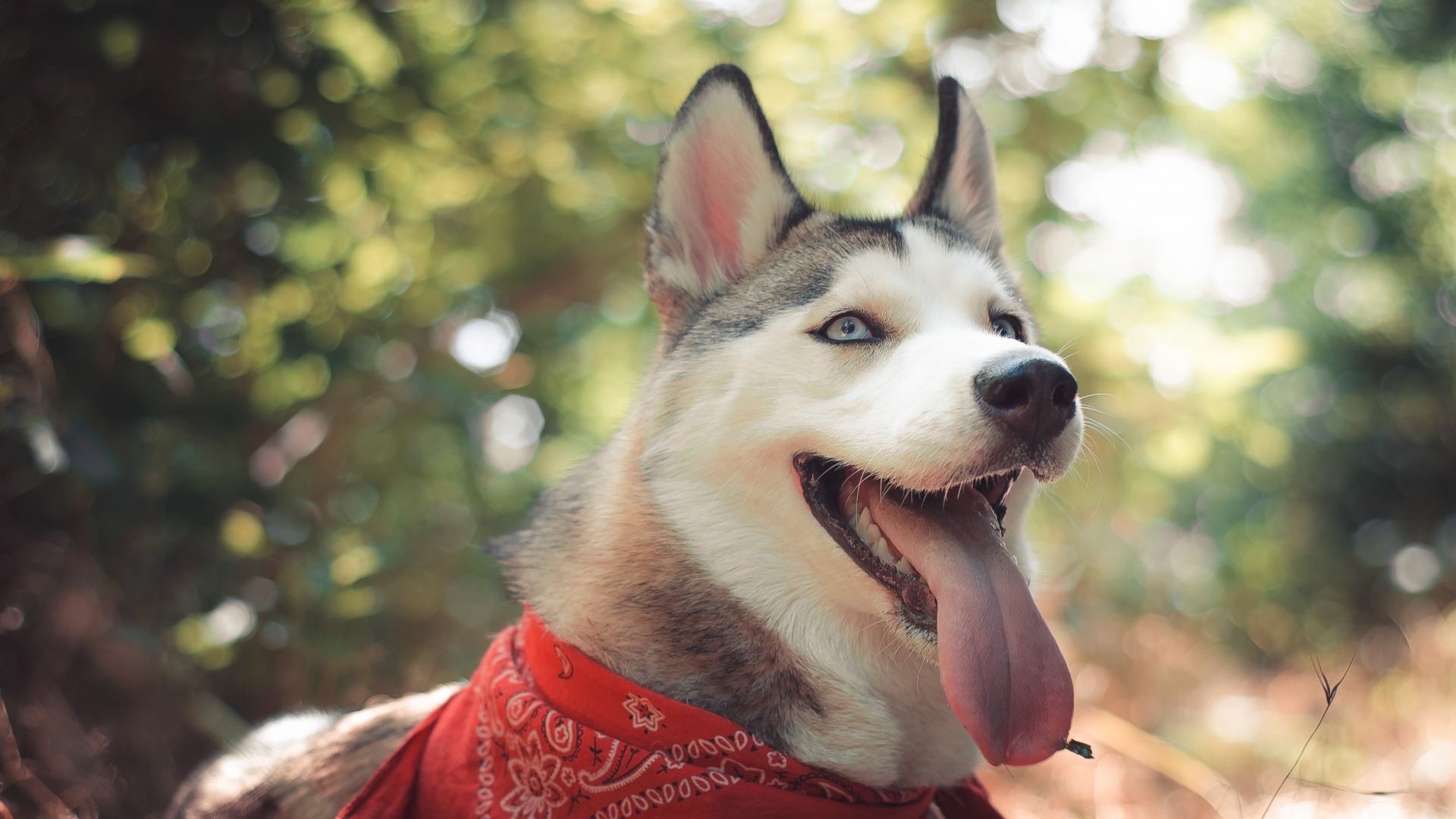Husky
