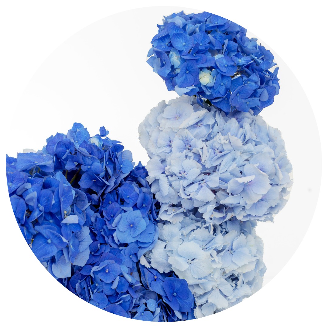Hydrangea