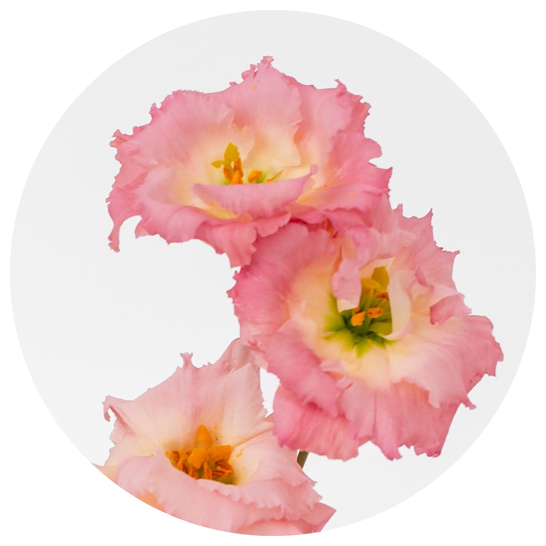Eustoma