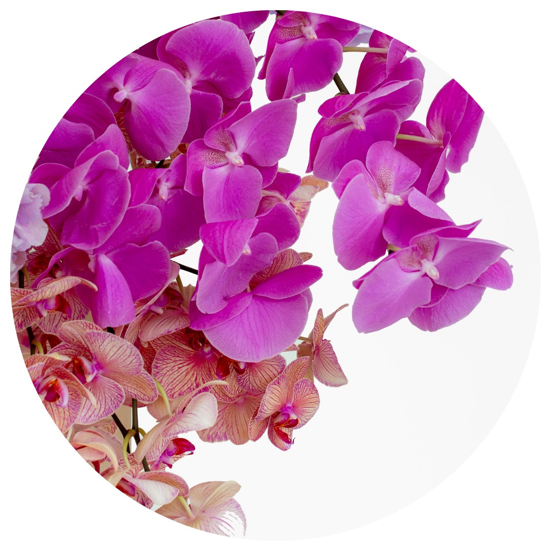 Orchid