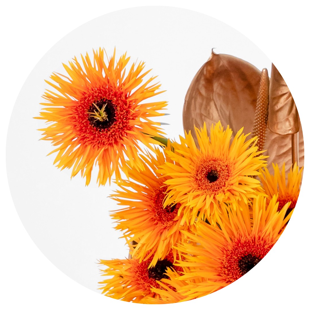 Gerbera