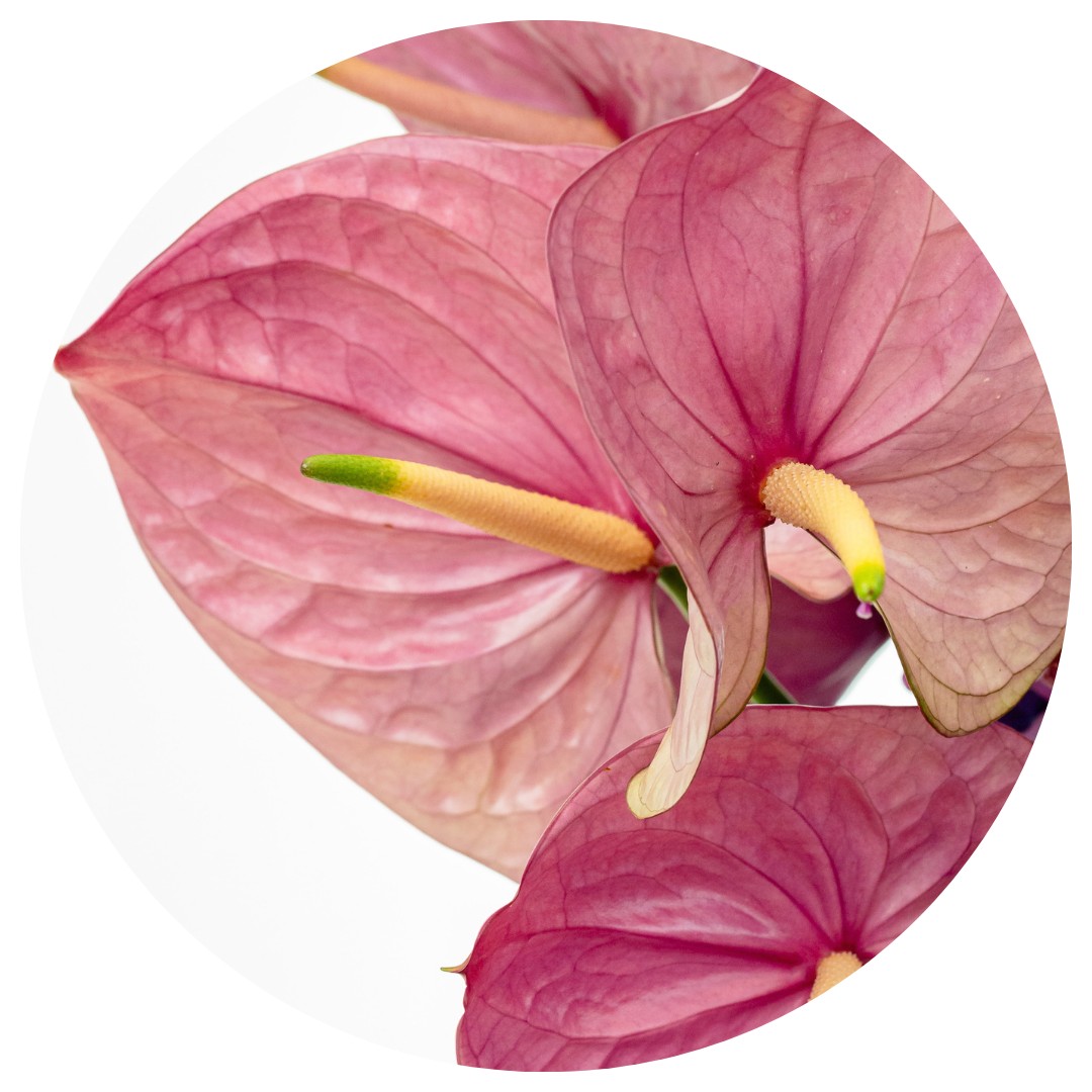 Anthurium